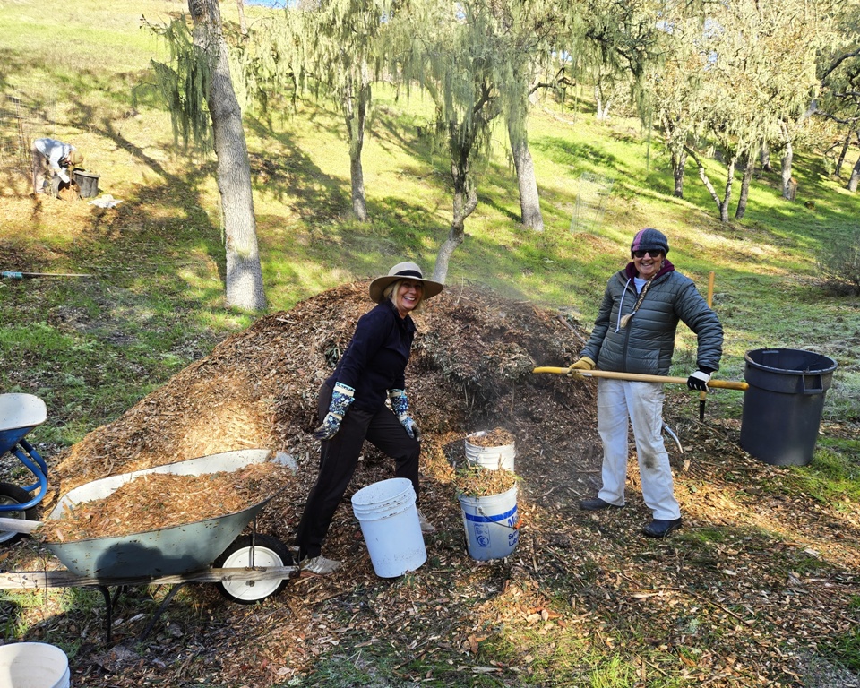 Loading mulch to carry to the small trees